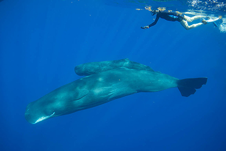 Snorkelling with Sperm Whales in the Caribbean 